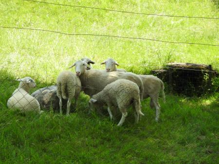 12. pohod Pomlad v prleških goricah Dan odprtih kleti in veselih ljudi, 28.5.2016 49